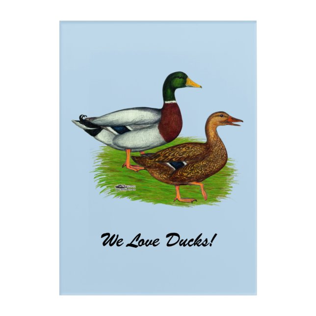 Mallard Drake and Duck Acrylic Print (Front)