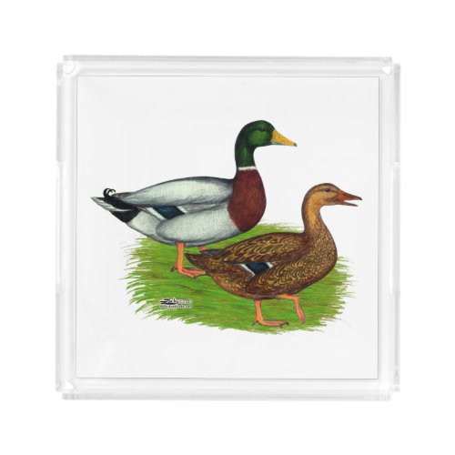 Mallard Drake and Duck Acrylic Tray