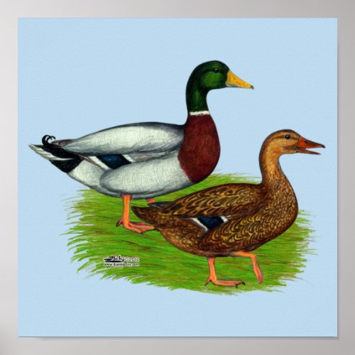 Mallard Drake and Duck Poster
