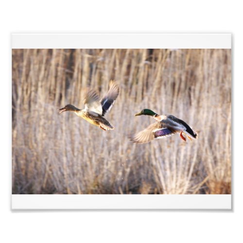 Mallard Drake and Hen Print