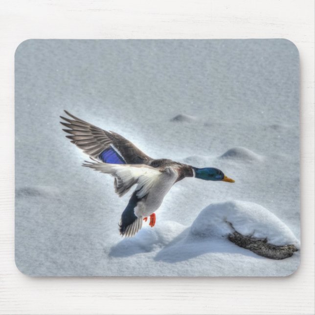 Mallard Drake Birdlover Wildlife Photo Mouse Pad (Front)
