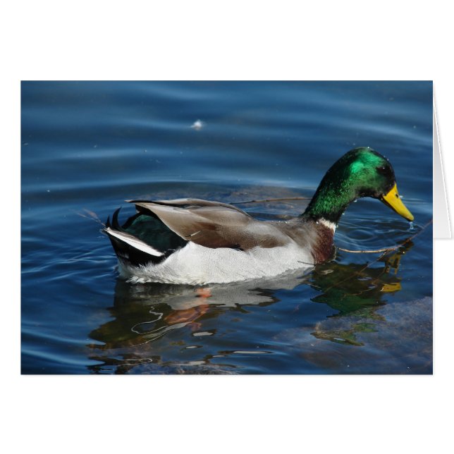 Mallard Drake Cards (Front Horizontal)