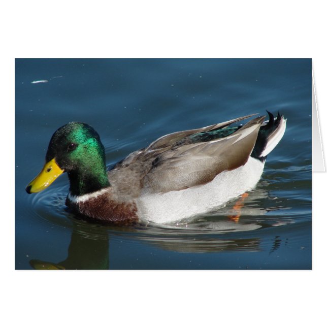 Mallard Drake Cards (Front Horizontal)