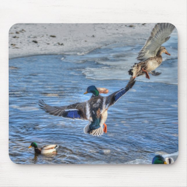 Mallard Drake & Duck Birdlover Wildlife Photo Mouse Pad (Front)