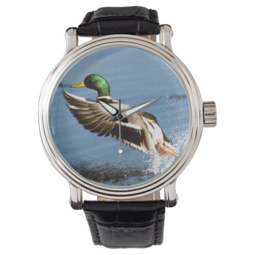 Mallard Drake Duck Watch