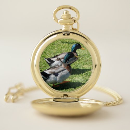 Mallard Drake Ducks Pocket Watch