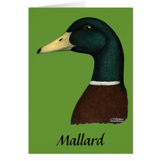 Mallard Drake Head Cards (Front)