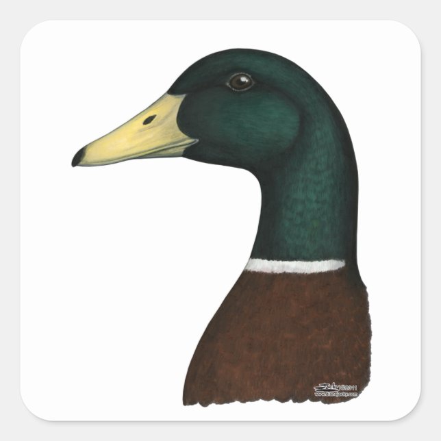 Mallard Drake Head Square Sticker (Front)