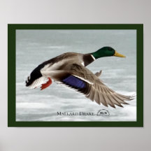 Mallard Drake in flight