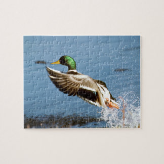 Mallard Drake Jigsaw Puzzle