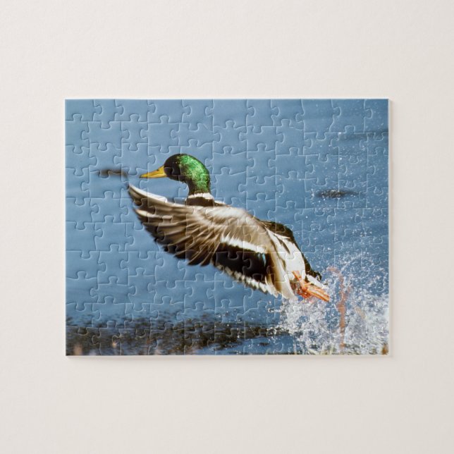 Mallard Drake Jigsaw Puzzle (Horizontal)