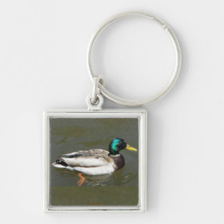 Mallard drake key chain