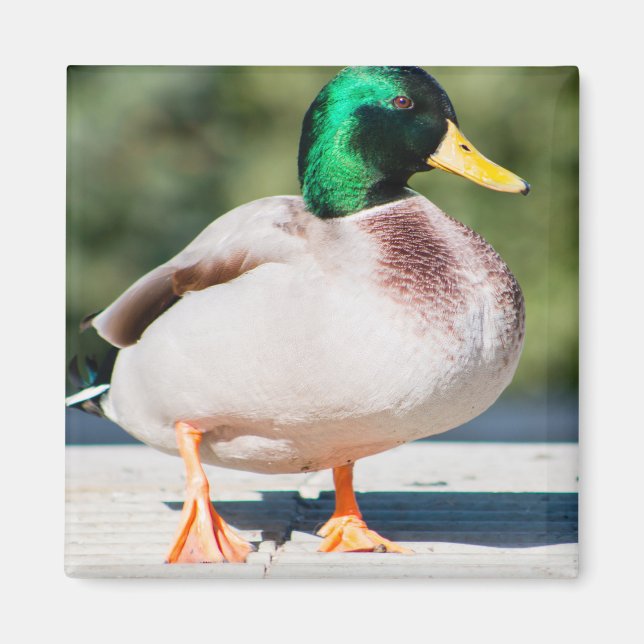 Mallard Drake Magnet (Front)