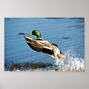 Mallard drake poster