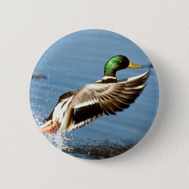 Mallard Drake Takes Flight Button (Front)