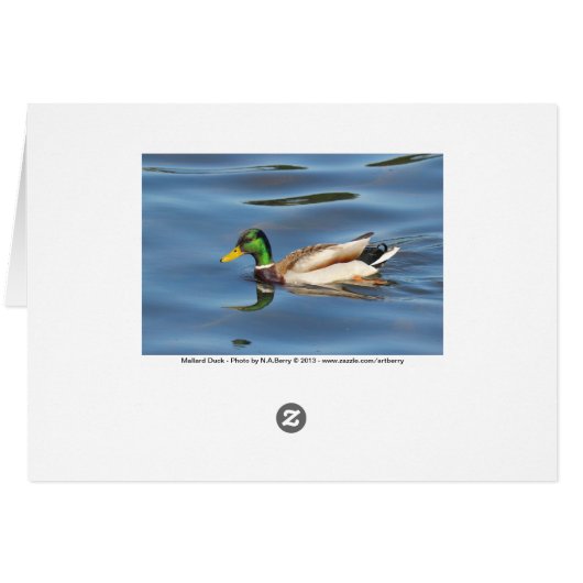 Mallard Duck (Back Horizontal)