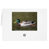 Mallard Duck (Back Horizontal)