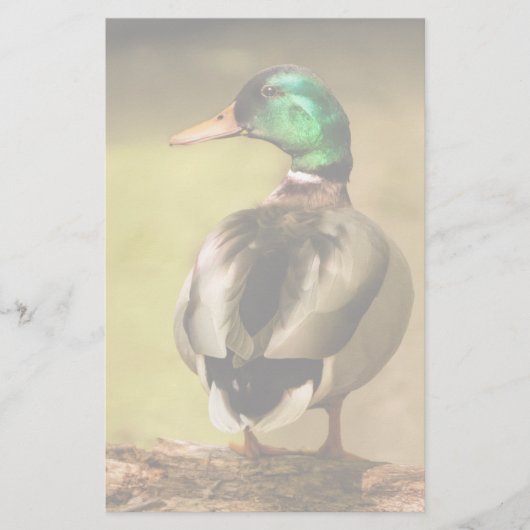 Mallard Duck (Front)