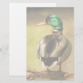 Mallard Duck (Front/Back)
