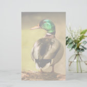 Mallard Duck (Standing Front)