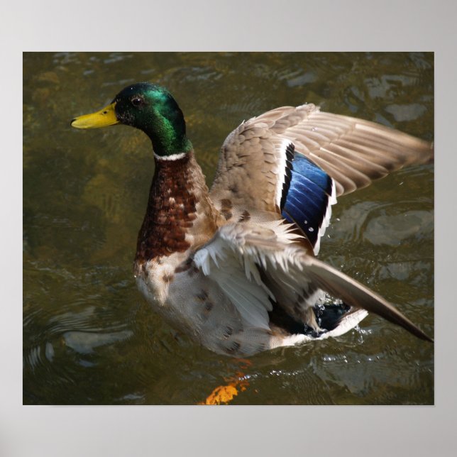 mallard duck about to fly Canvas Print (Front)