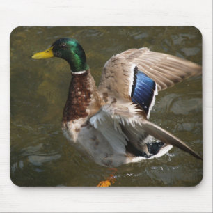 mallard duck about to fly mousepad