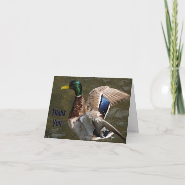mallard duck about to fly, Thank You Note Card (Front)