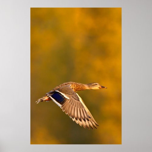 Mallard Duck Anas Platyrhynchos In Autumn Poster
