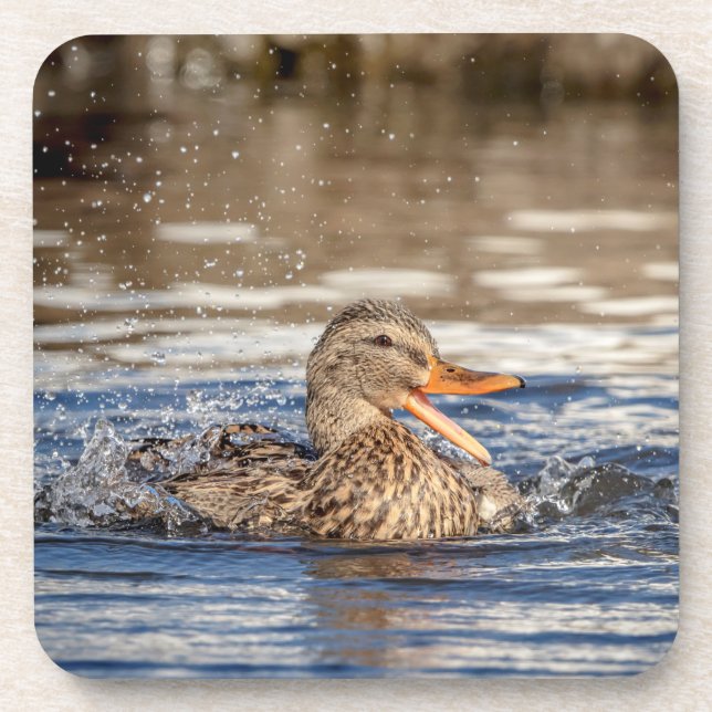Mallard Duck at Downing Park Beverage Coaster (Front)