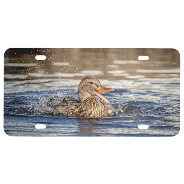 Mallard Duck at Downing Park License Plate (Front)