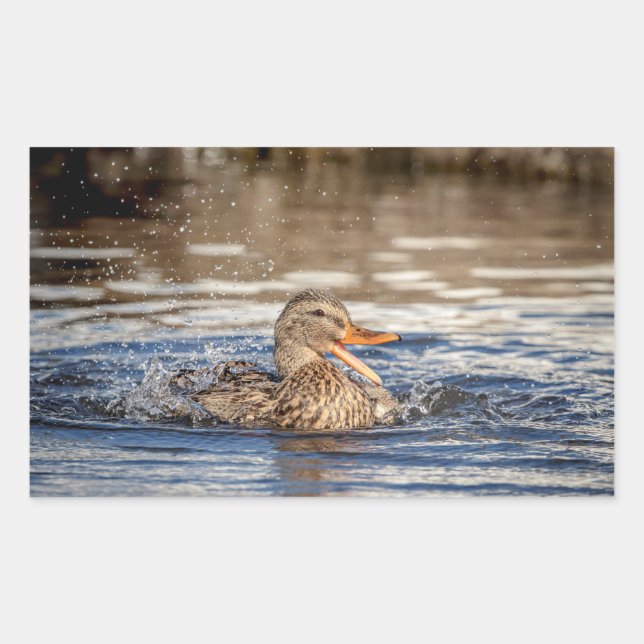 Mallard Duck at Downing Park Rectangular Sticker (Front)