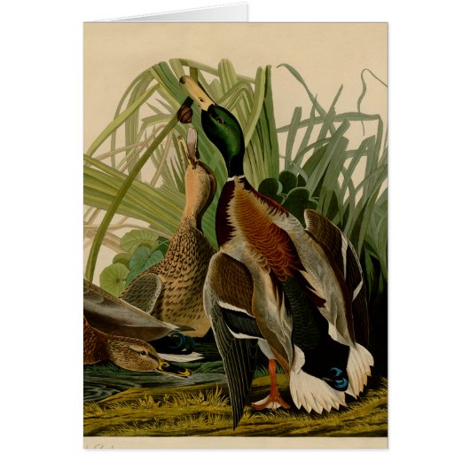Mallard Duck Audubon Bird Painting (Front)