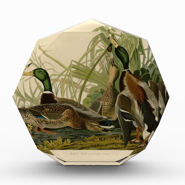 Mallard Duck Audubon Bird Painting Award (Front)