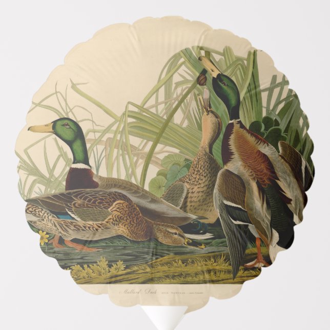 Mallard Duck Audubon Bird Painting Balloon (Front)