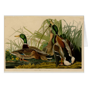 Mallard Duck Audubon Bird Painting Cards