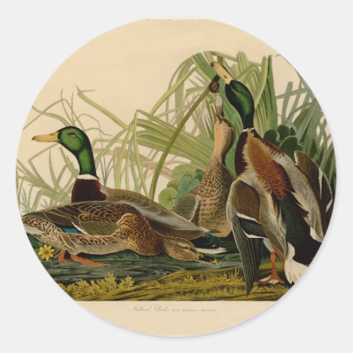 Mallard Duck Audubon Bird Painting Classic Round Sticker