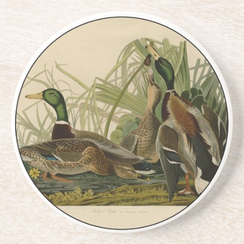 Mallard Duck Audubon Bird Painting Drink Coaster