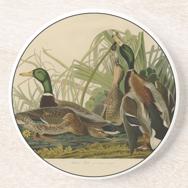 Mallard Duck Audubon Bird Painting Drink Coaster (Front)