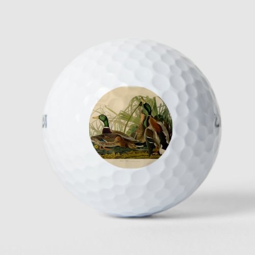 Mallard Duck Audubon Bird Painting Golf Balls