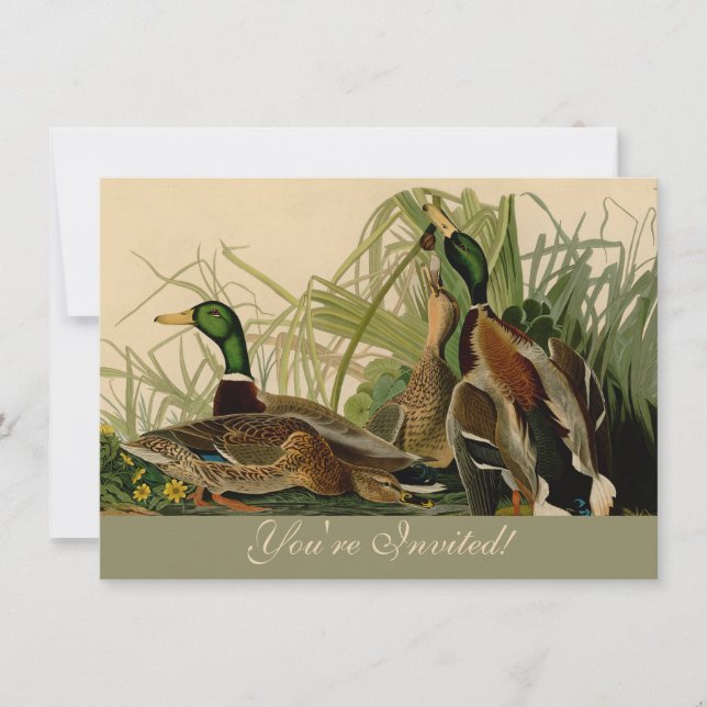 Mallard Duck Audubon Bird Painting Invitation (Front)