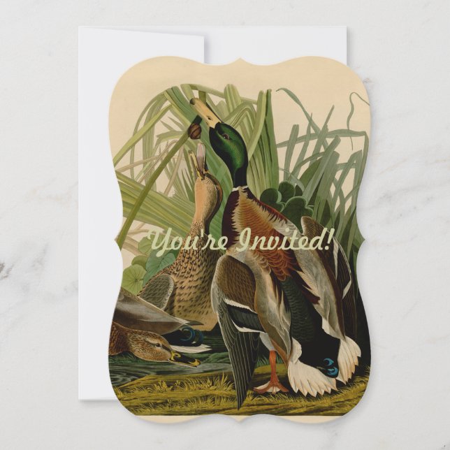 Mallard Duck Audubon Bird Painting Invitation (Front)