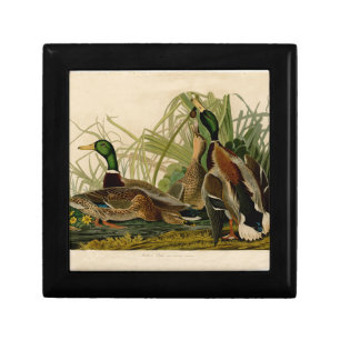 Mallard Duck Audubon Bird Painting Jewelry Box