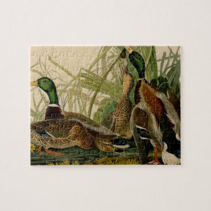 Mallard Duck Audubon Bird Painting Jigsaw Puzzle