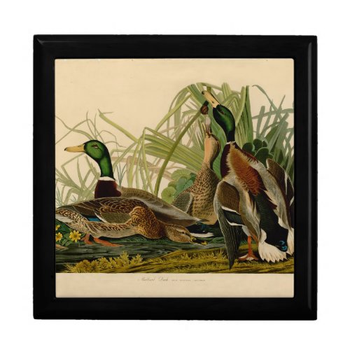 Mallard Duck Audubon Bird Painting Keepsake Box