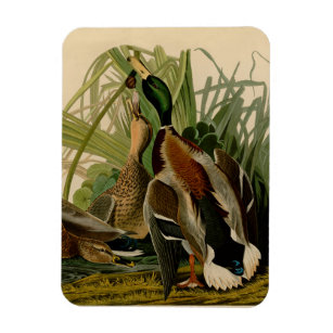 Mallard Duck Audubon Bird Painting Magnet