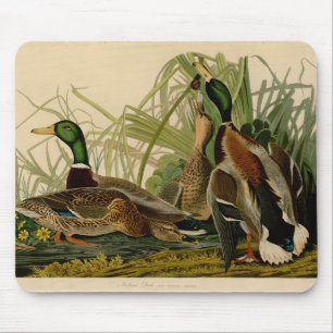 Mallard Duck Audubon Bird Painting Mouse Pad