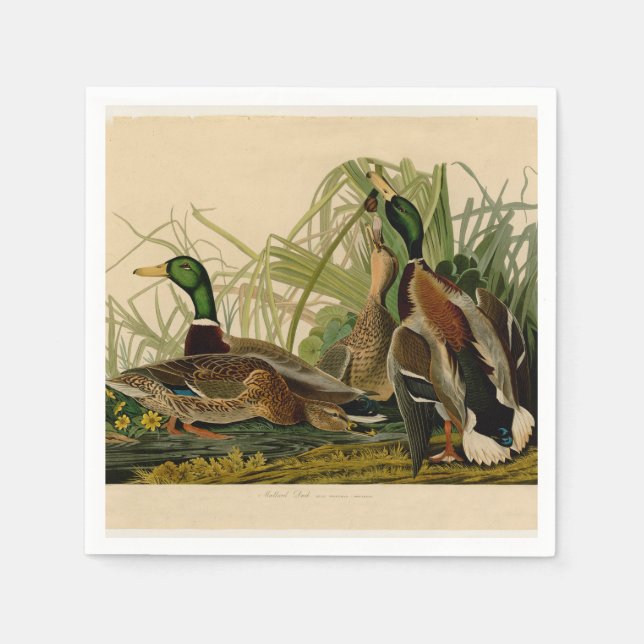 Mallard Duck Audubon Bird Painting Napkins (Front)