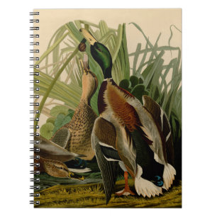 Mallard Duck Audubon Bird Painting Notebook