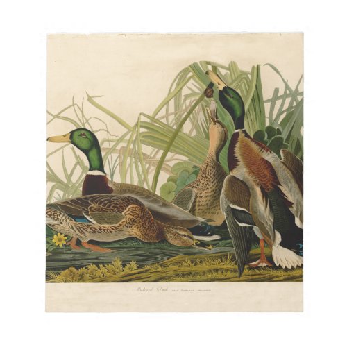 Mallard Duck Audubon Bird Painting Notepad