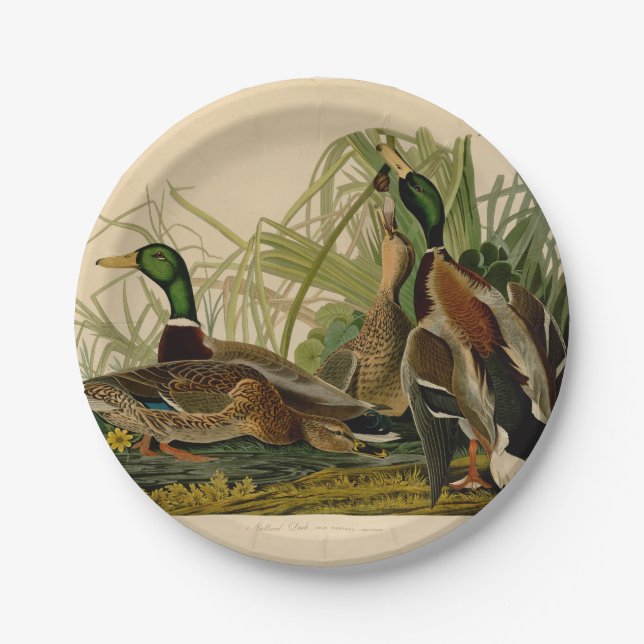 Mallard Duck Audubon Bird Painting Paper Plates (Front)